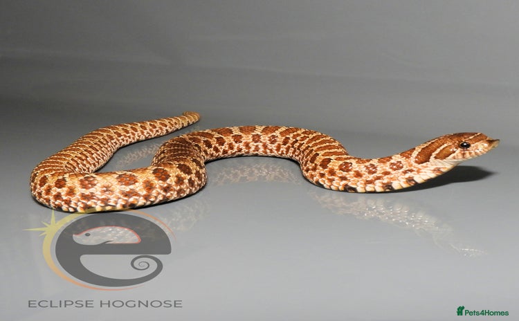 Snake reptiles - Advert 18