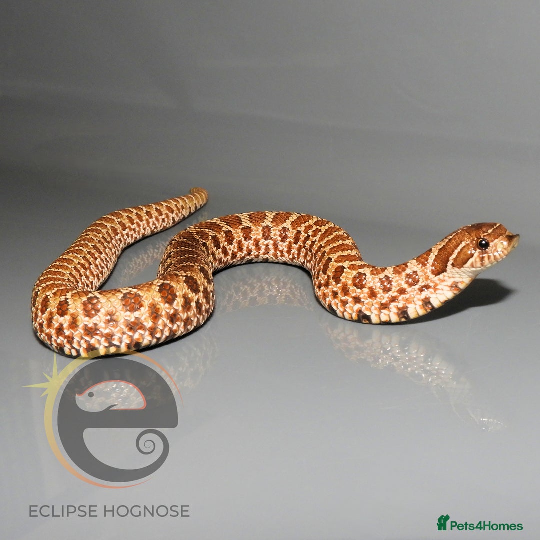 Snake reptiles for sale: Hognose snakes  - Image 1