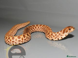 Snake reptiles - Advert 6
