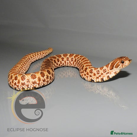 Snake reptiles - Advert 13