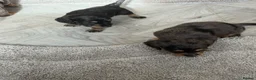 Miniature Dachshund dogs for sale: Long haired miniature dachshund Puppies  in Salford - Advert 18