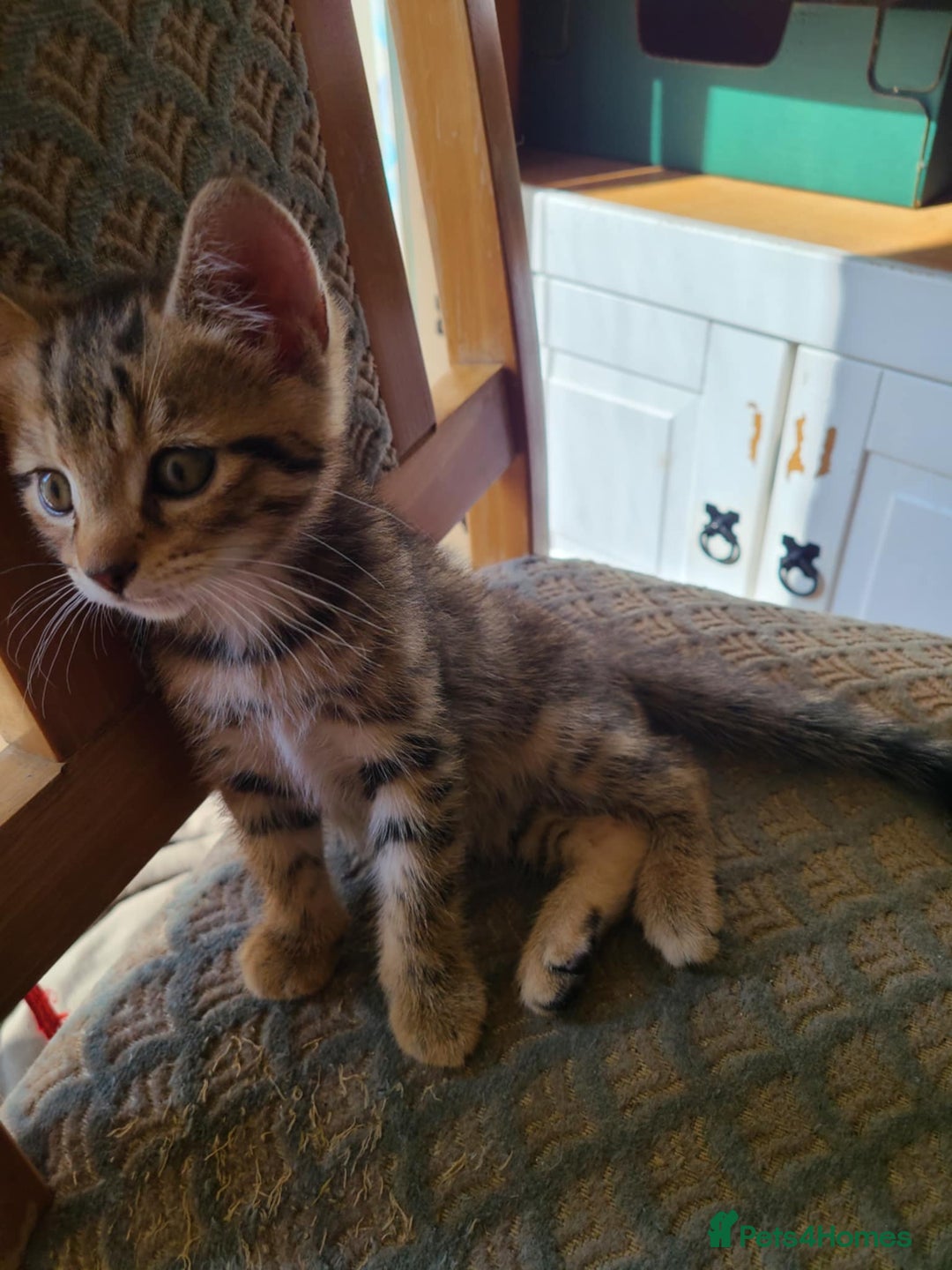 Mixed Breed cats for sale: 4 flufball looking for new home - Image 19