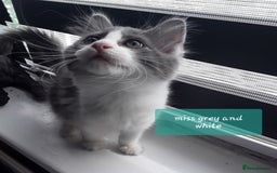 Ragcoon cats for sale: FINAL REDUCTION £300  Stunning, chunky ragcoons  - Image 16