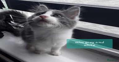 Ragcoon cats - Advert 10