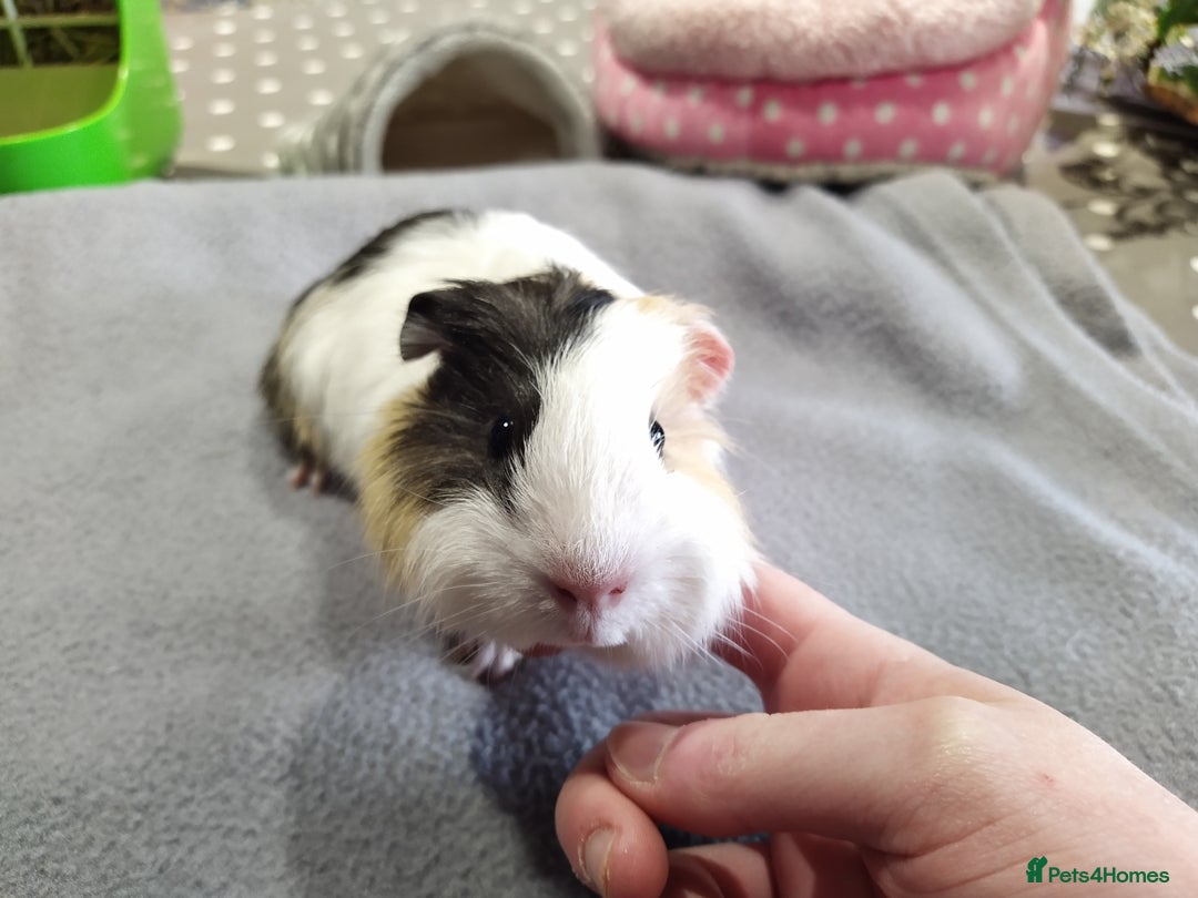 Guinea Pig rodents for sale: Five gorgeous male guinea pigs different breeds in Milnthorpe - Image 14