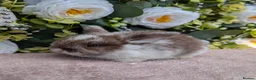 Mini Lop rabbits for sale: ❤️mini lop babies ❤️  - Advert 5