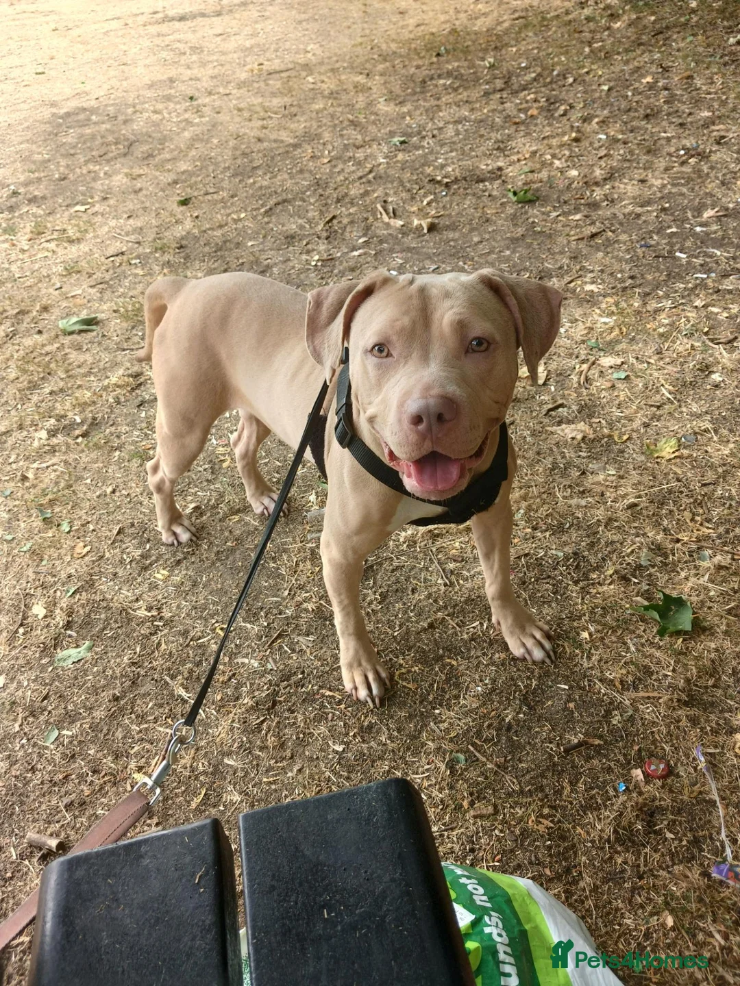 Mixed Breed dogs for sale: Mixed bread long legged staff  - Advert 1