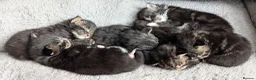 Maine Coon cats for sale: 🏆 Champion Sired Maine Coon Kittens – TICA - Advert 5