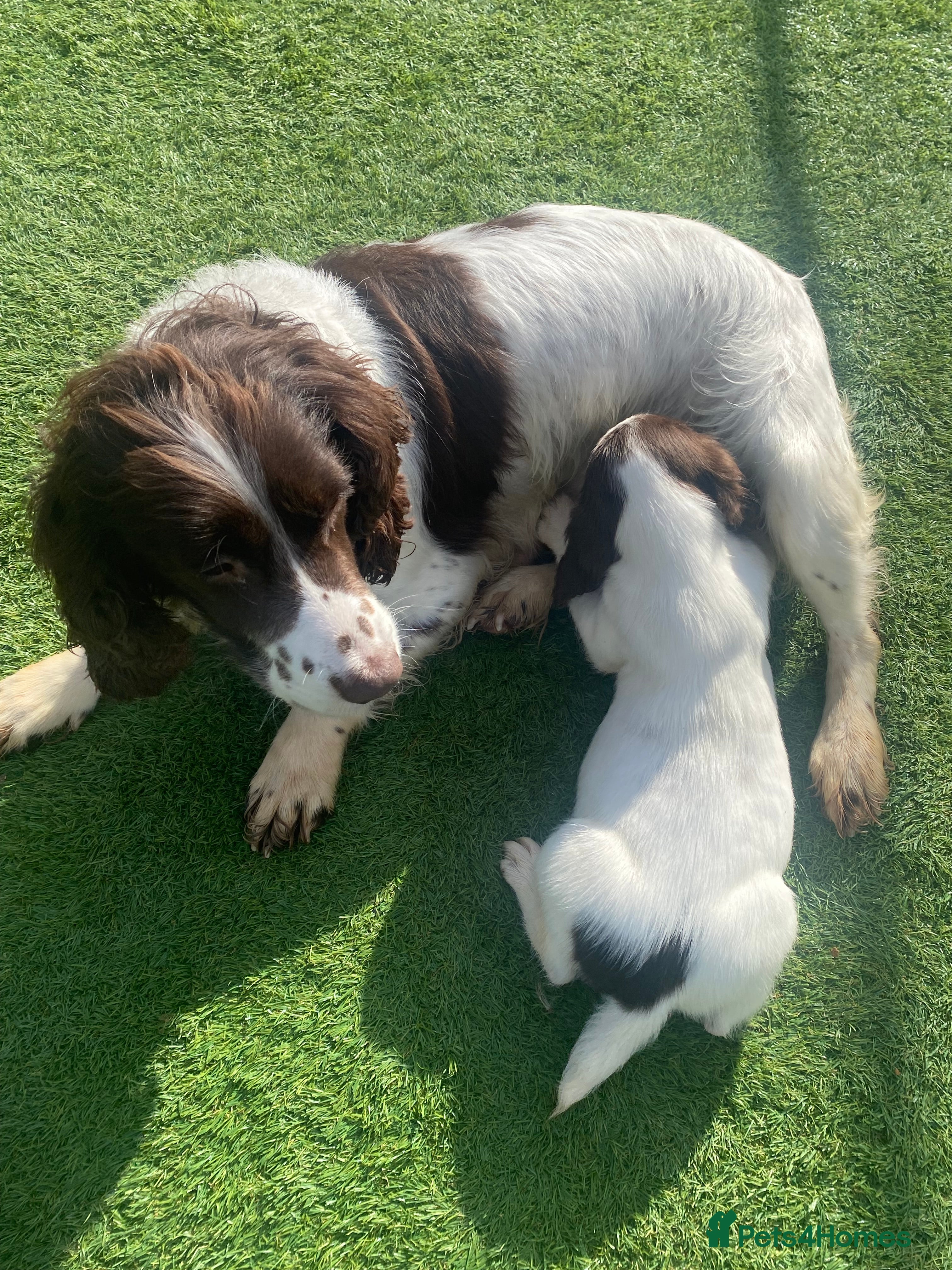 English Springer Spaniel dogs Male English Springer Spaniel.  - Advert 2