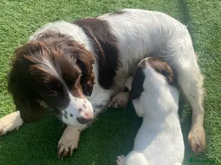 English Springer Spaniel dogs Male English Springer Spaniel. - Advert 1