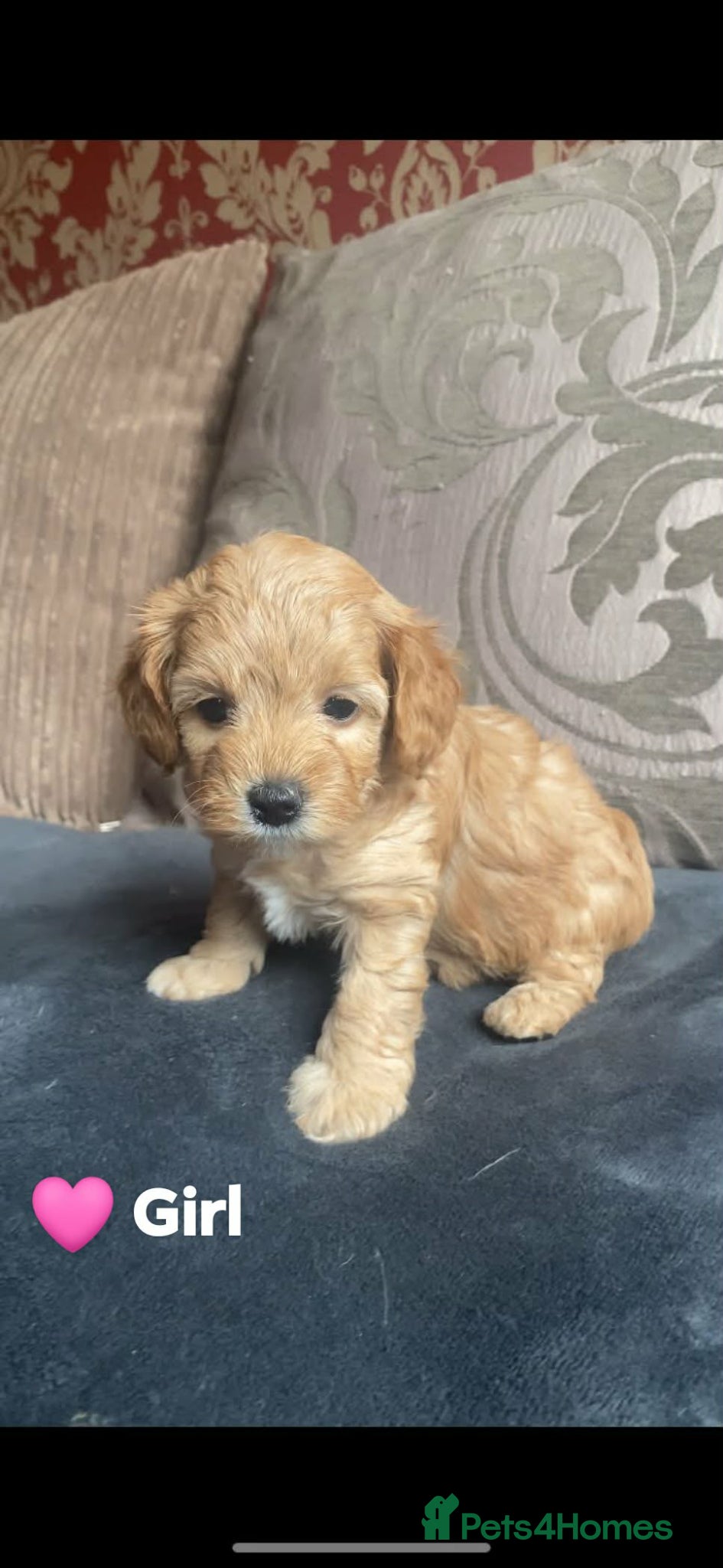 Cavapoo dogs Toy/Small Cavapoo Puppies – Ready Soon 🐾 4💙 2🩷 - Advert 17