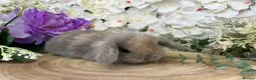 Mini Lop rabbits for sale: Mini Lop Bunnies - Advert 14