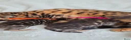 Bengal cats for sale: ⚜️Bengal kittens Tica registered ⚜️ - Advert 32