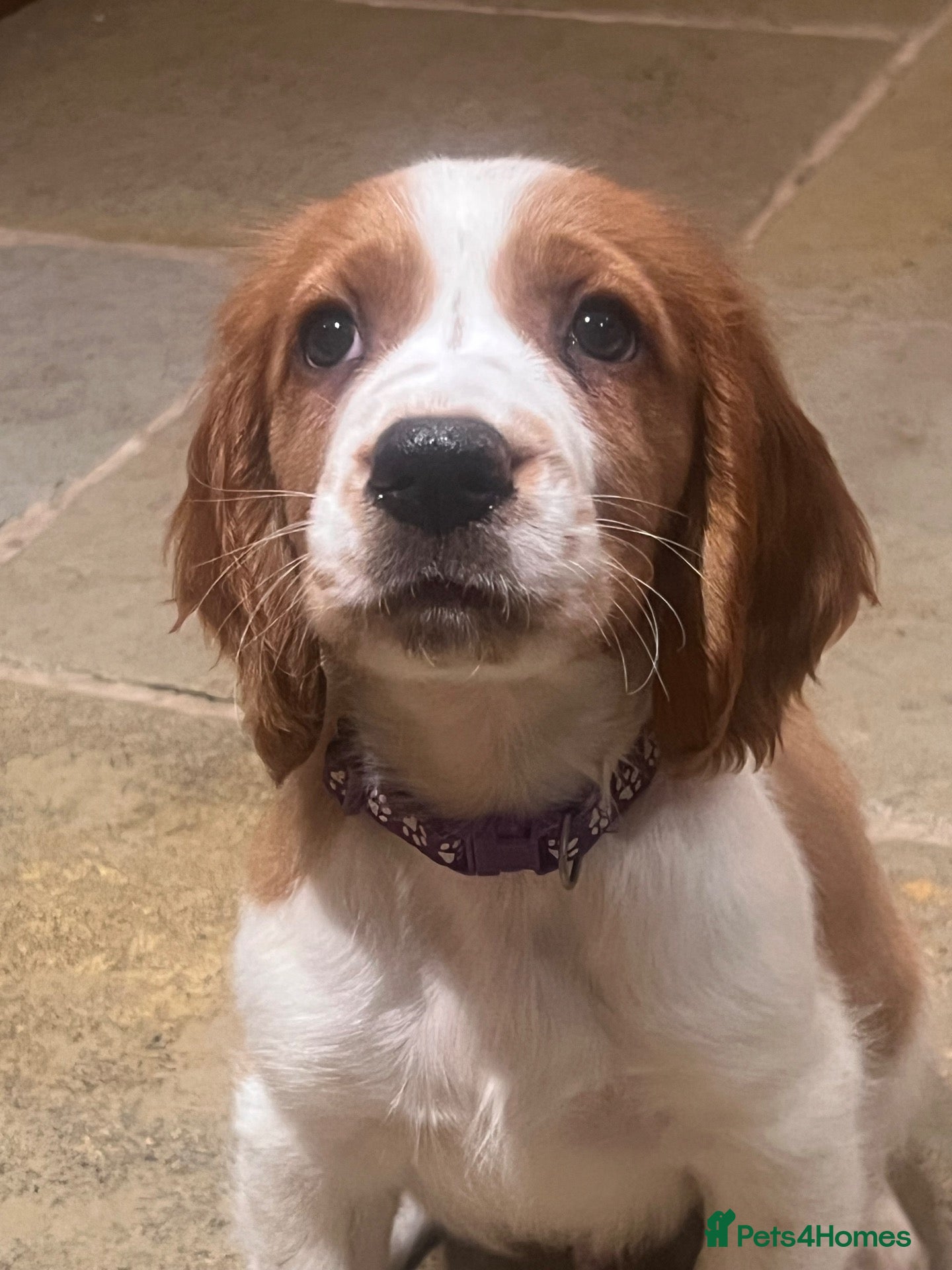 Welsh Springer Spaniel dogs Welshie 🏴󠁧󠁢󠁷󠁬󠁳󠁿 pups health tested parents  - Advert 1