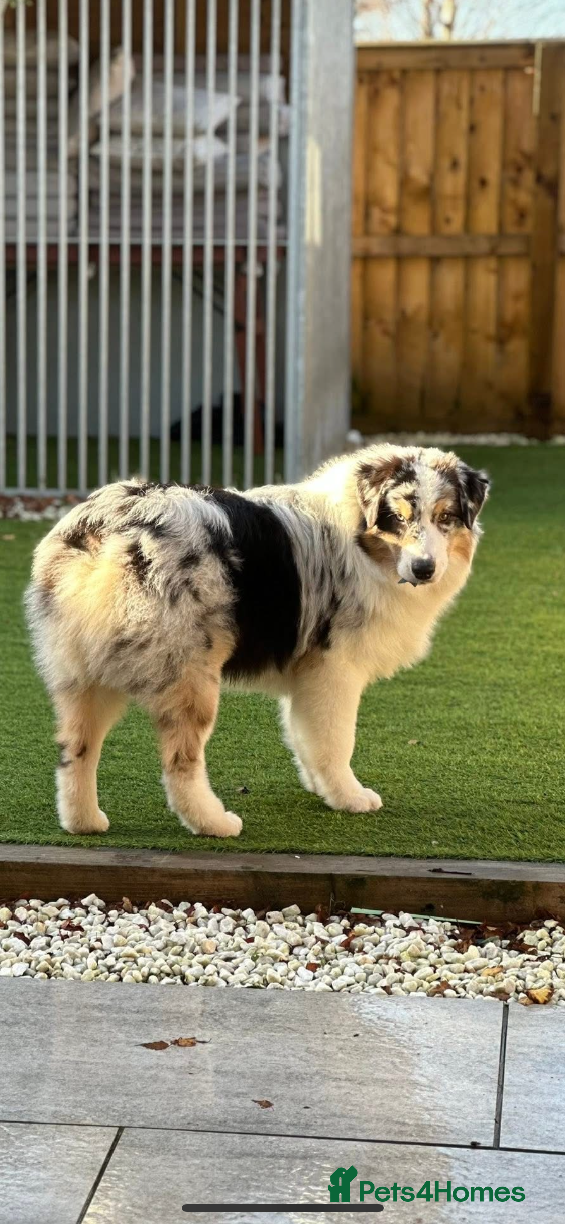 Australian Shepherd dogs Australian shepherd dog  - Advert 2