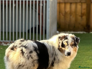 Australian Shepherd dogs Australian shepherd dog - Advert 3