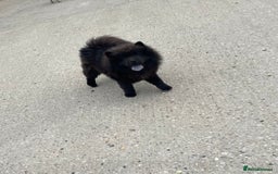 Chow Chow dogs for sale: 2 Year Old Chow Chow - Image 3