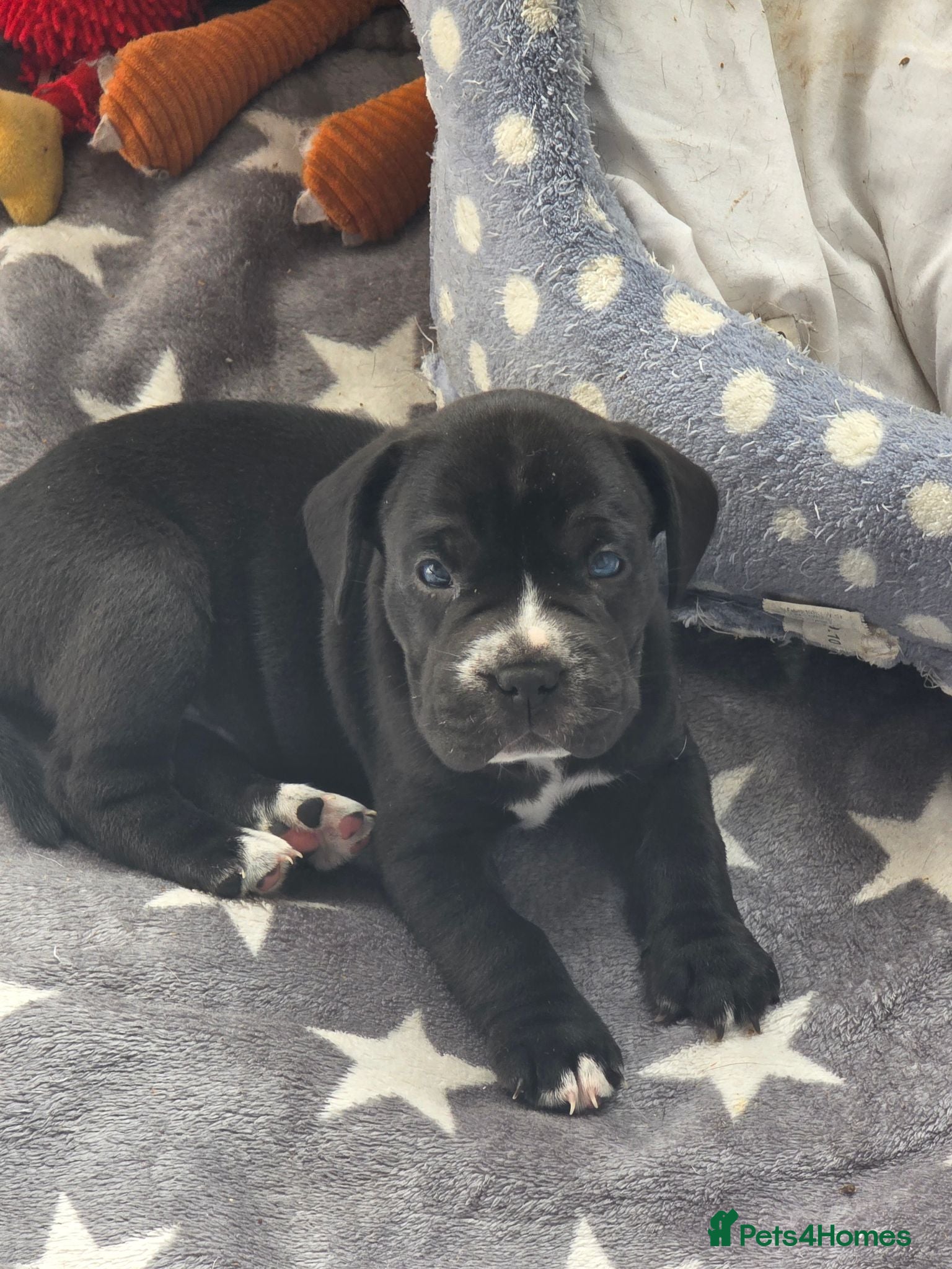 Mixed Breed dogs 4 CHUNKY FRENCH LABS READY 1ST SEPTEMBER! - Advert 1