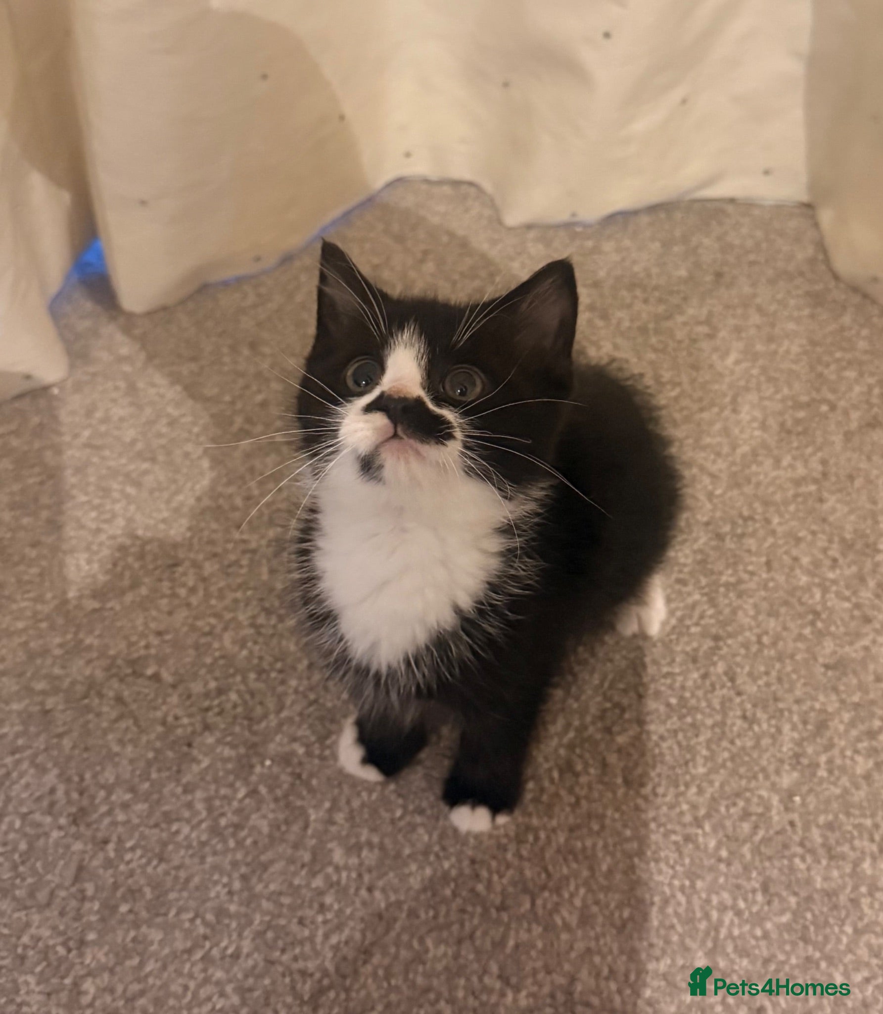 Mixed Breed cats Adorable Tuxedo kittens from much loved home - Advert 1