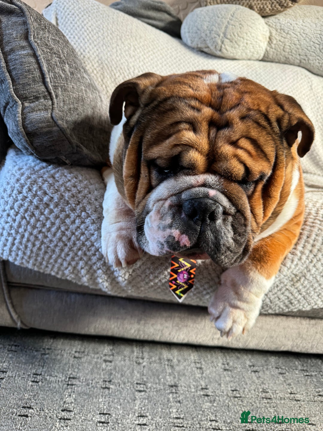 English Bulldog dogs for stud: Stunning Red/white English bulldog for stud  - Advert 4