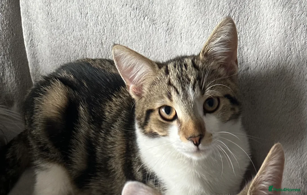 Mixed Breed cats for sale: 1 year old kitten  - Advert 1