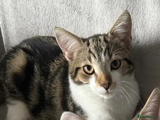Mixed Breed cats 1 year old kitten - Advert 10