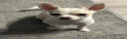 Chihuahua dogs for sale: 2 and a half year old boy Apple head chihuahua  in Gloucester - Advert 5