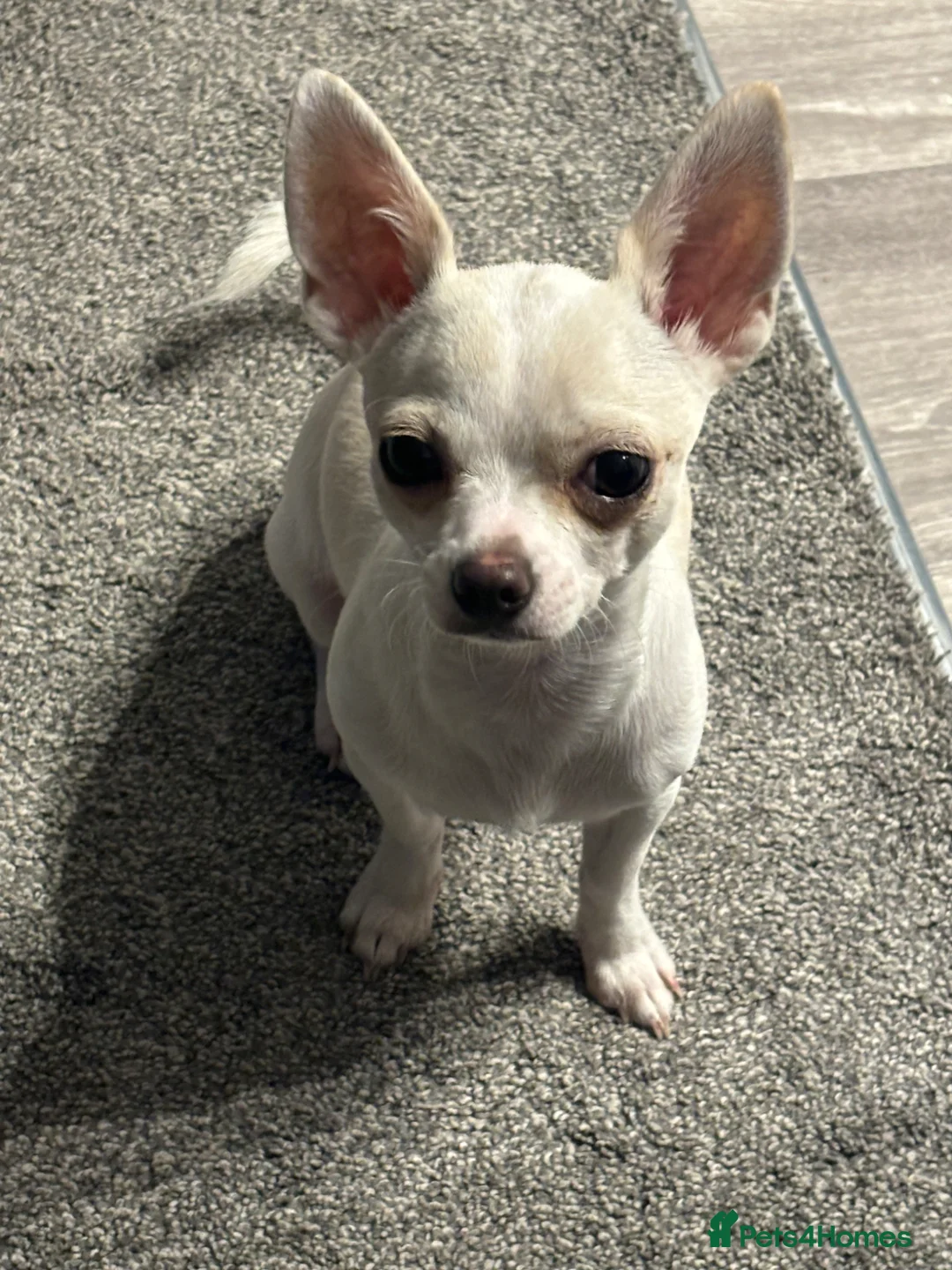 Chihuahua dogs for sale: 2 and a half year old boy Apple head chihuahua  in Gloucester - Advert 5