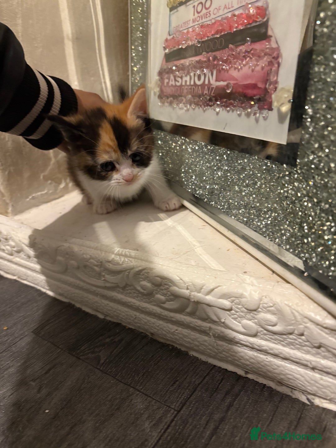 British Longhair cats for sale: british shorthair and longhair kittens for sale  - Advert 1