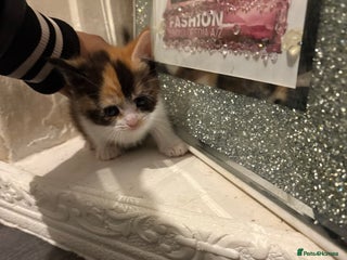 British Longhair cats british shorthair and longhair kittens for sale - Advert 13