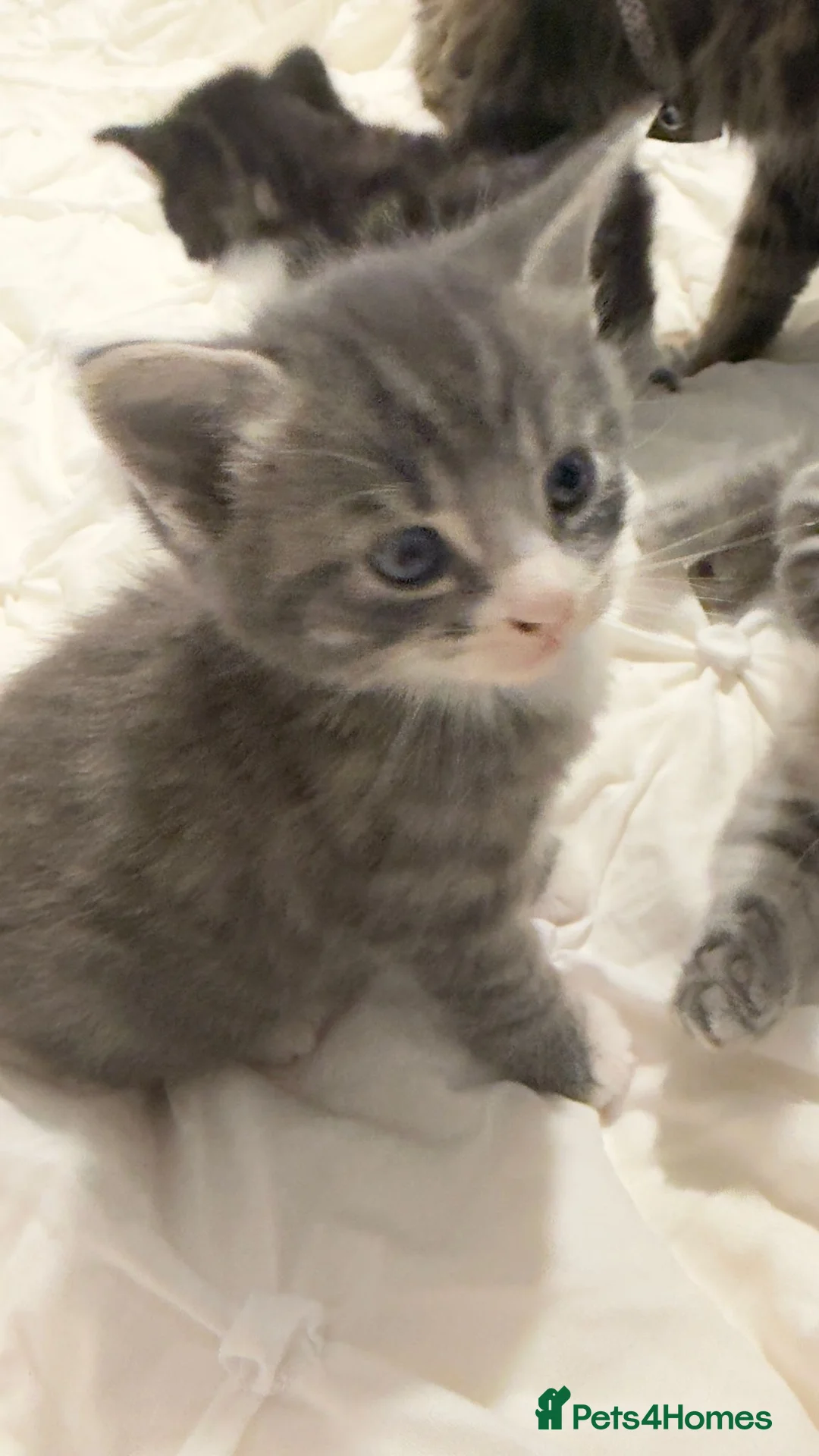 Maine Coon cats for sale: Outstanding Maine coon kittens! - Advert 10