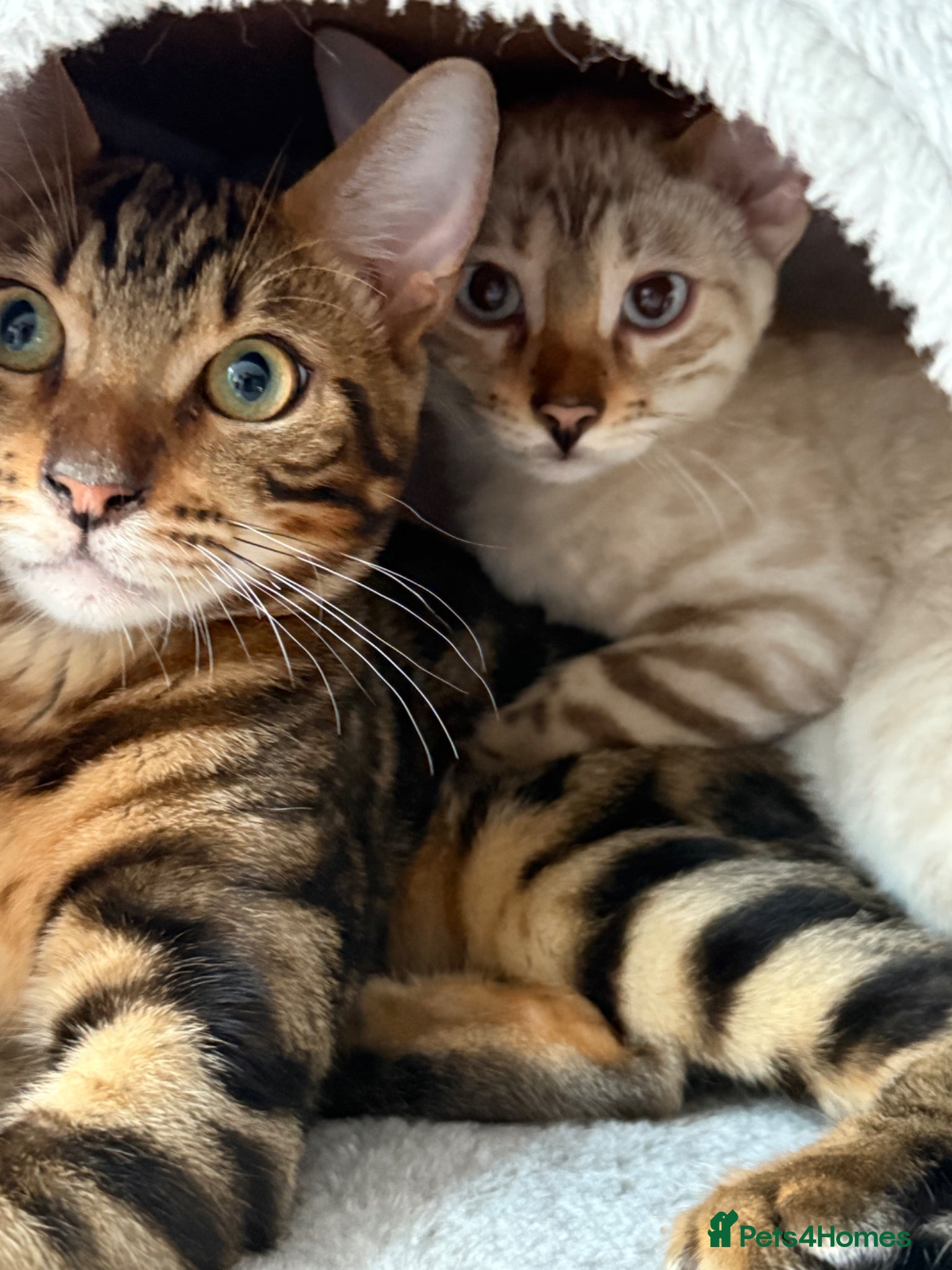 Bengal cats Pair of 1 year old Bengals - Advert 1