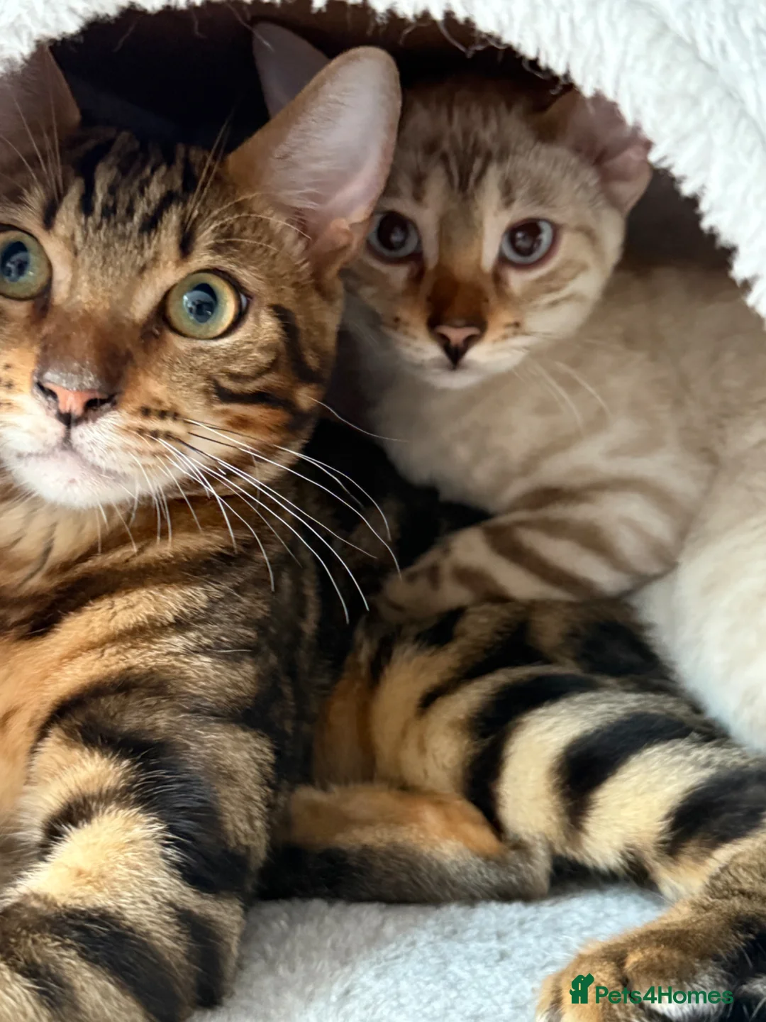 Bengal cats for sale: Pair of 1 year old Bengals - Advert 1