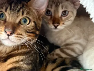 Bengal cats Pair of 1 year old Bengals - Advert 1