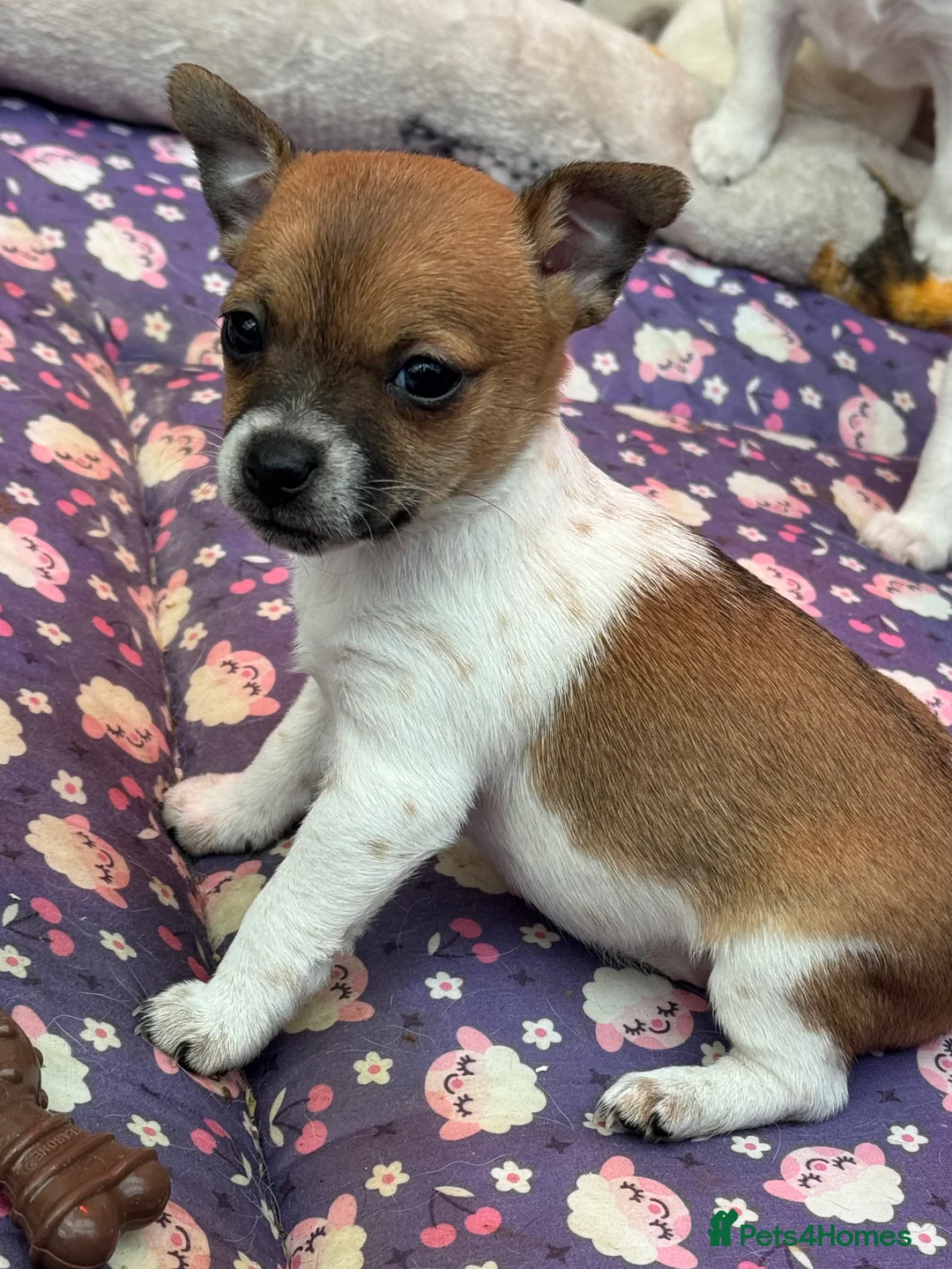 Jack Russell dogs for sale: Stunning Miniature Jack Russell Puppies  - Advert 17