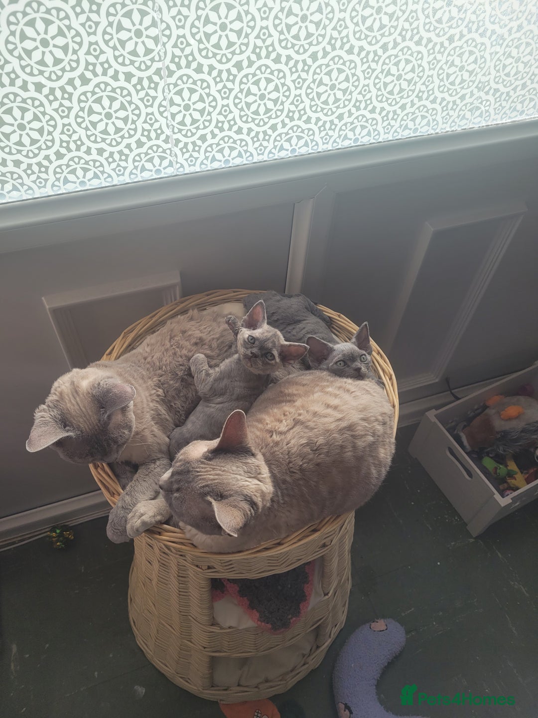 Devon Rex cats for sale: Beautiful GCCF Devon Rex kittens - Image 12