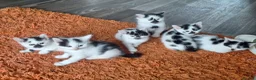 Mixed Breed cats for sale: 5 beautiful kittens ready for their forever homes! in Birmingham - Advert 3