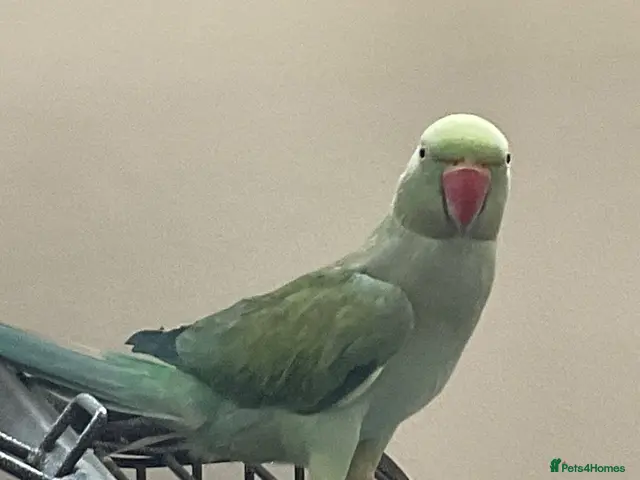 Ringnecks birds for sale: BLUE INDIAN RINGNECK PARRAKEET PLUS OWN CAGE ETC - Advert 3