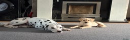 Dalmatian dogs for sale: Dalmatian Mikey full breed 2 years old  - Advert 3