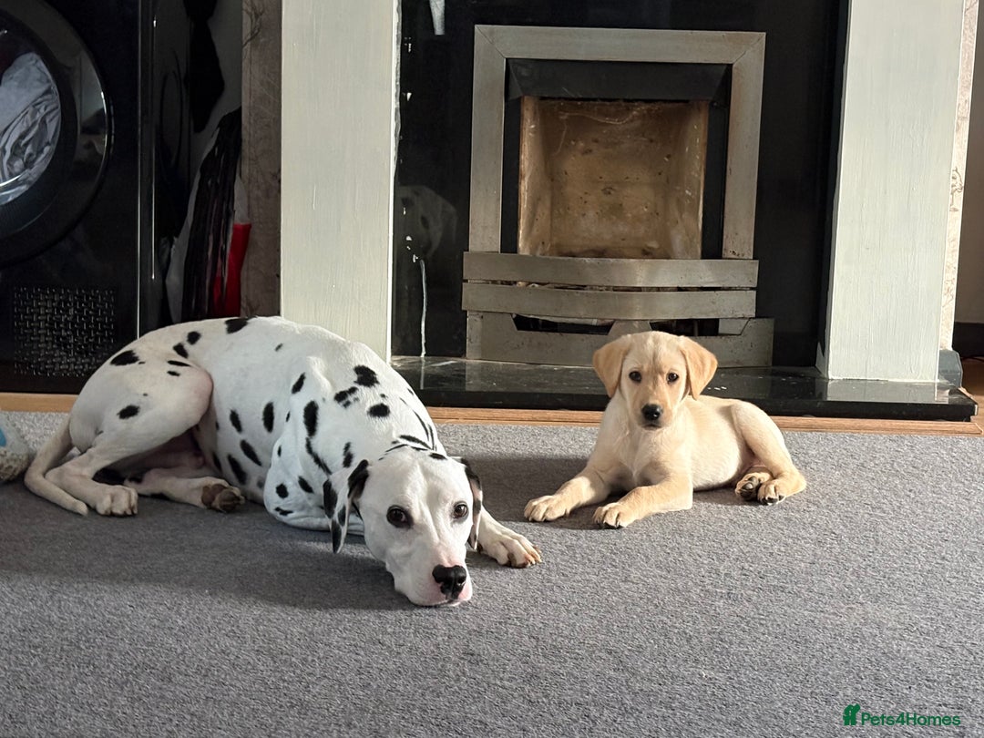Dalmatian dogs for sale: Dalmatian Mikey full breed 2 years old  - Image 3