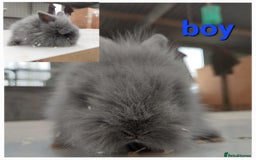 Lionhead rabbits for sale: Gorgeous baby bunnies for sale  - Image 5