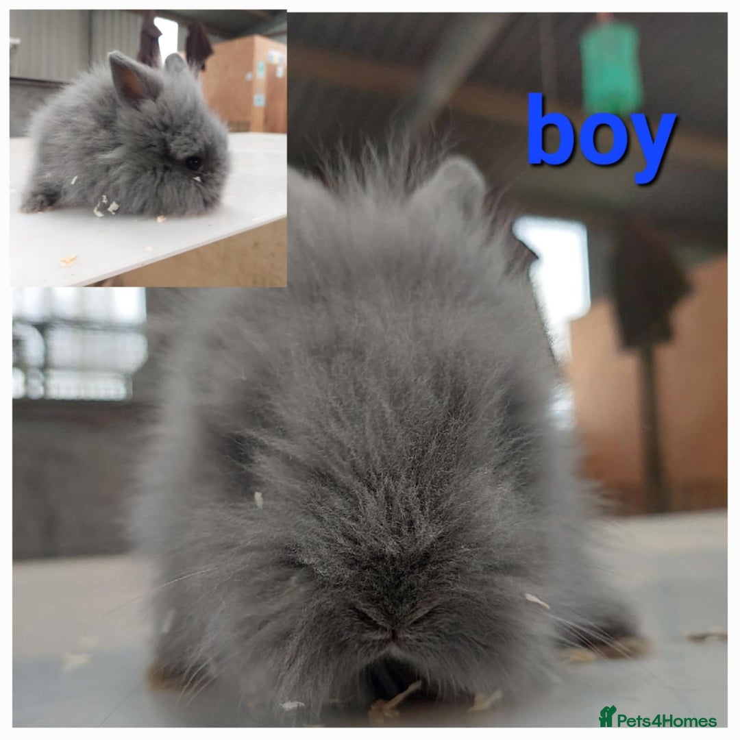Lionhead rabbits for sale: Gorgeous baby bunnies for sale  - Image 5