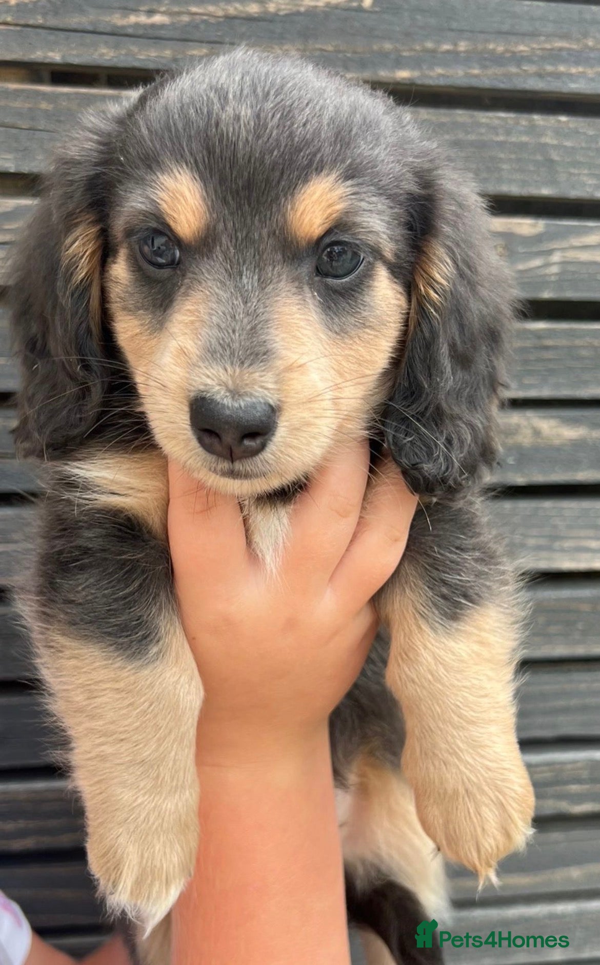 Miniature Dachshund dogs READY TO LEAVE unreal long hair KC stunning💙💕 - Advert 13