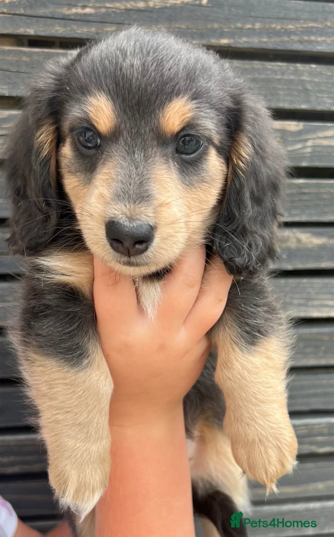 Miniature Dachshund dogs for sale: READY TO LEAVE unreal long hair KC stunning💙💕 - Advert 1