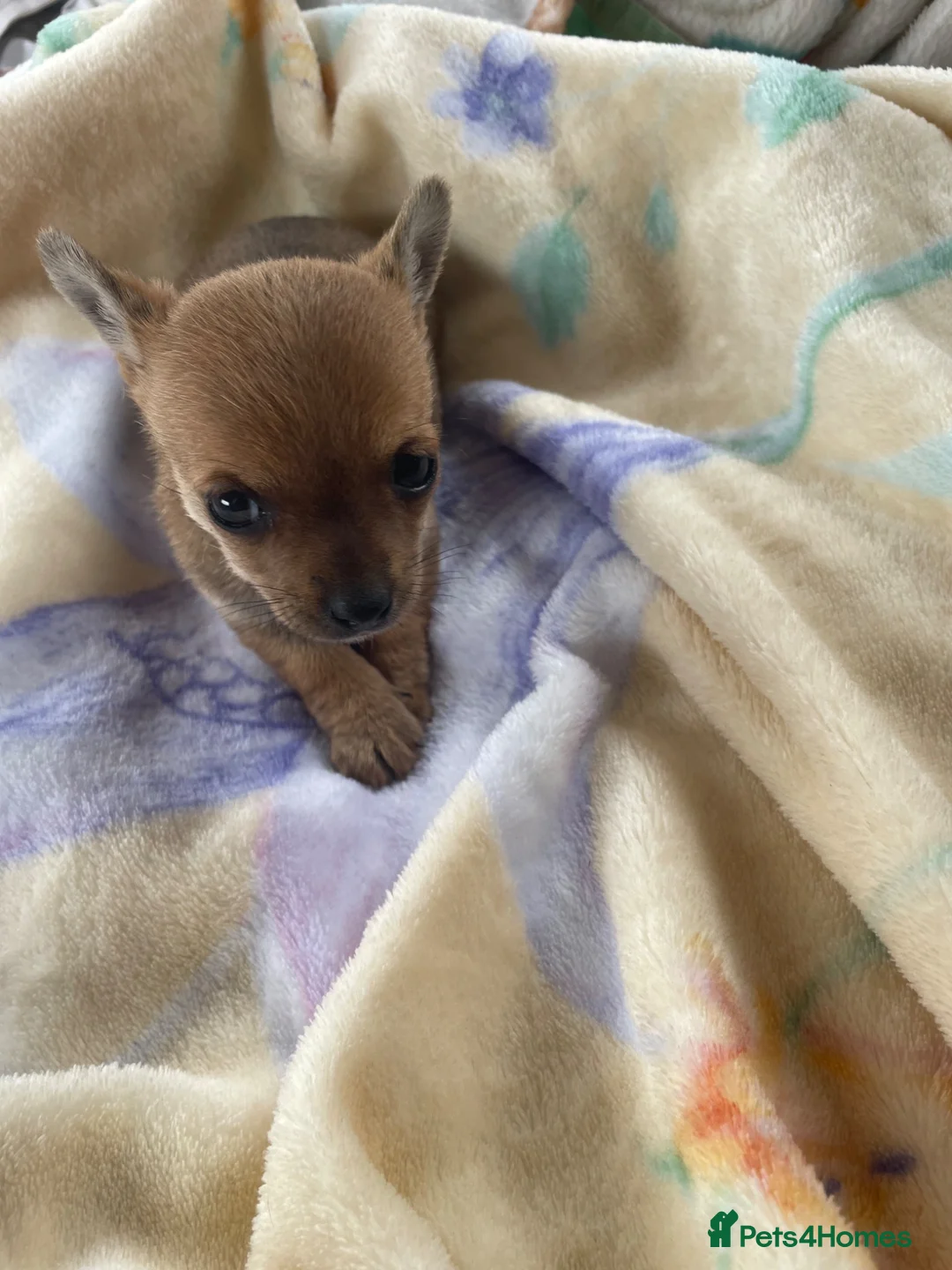 Chihuahua dogs for sale: Adorable Chihuahua Puppy “ Girl “ Fawn/White - Advert 2