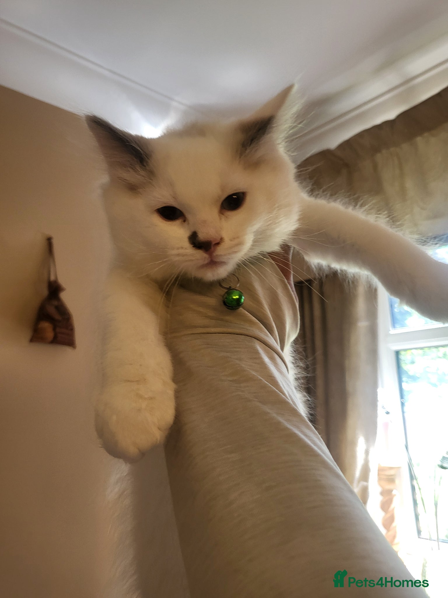 Ragdoll cats for sale: Exquisite pure ragdoll kittens  - Advert 14