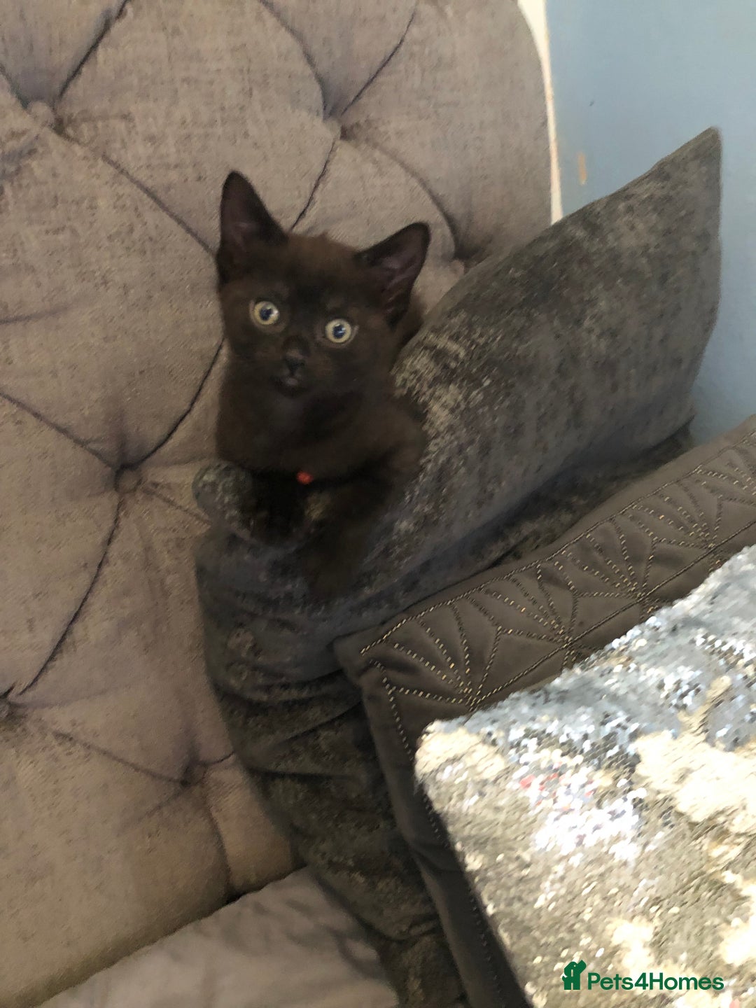 Mixed Breed cats for sale: 2 stunning kittens x - Image 14