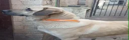 Turkish Kangal dogs for sale: FEMALE TURKISH KANGAL FOR SALE - Advert 4