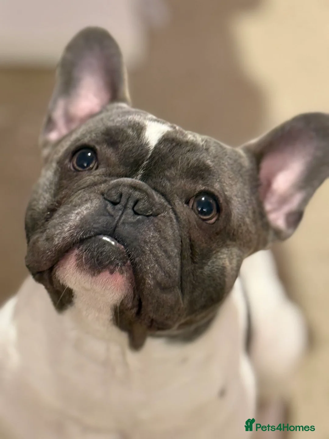 French Bulldog dogs for sale: French bulldog  in Weston-super-Mare - Advert 1