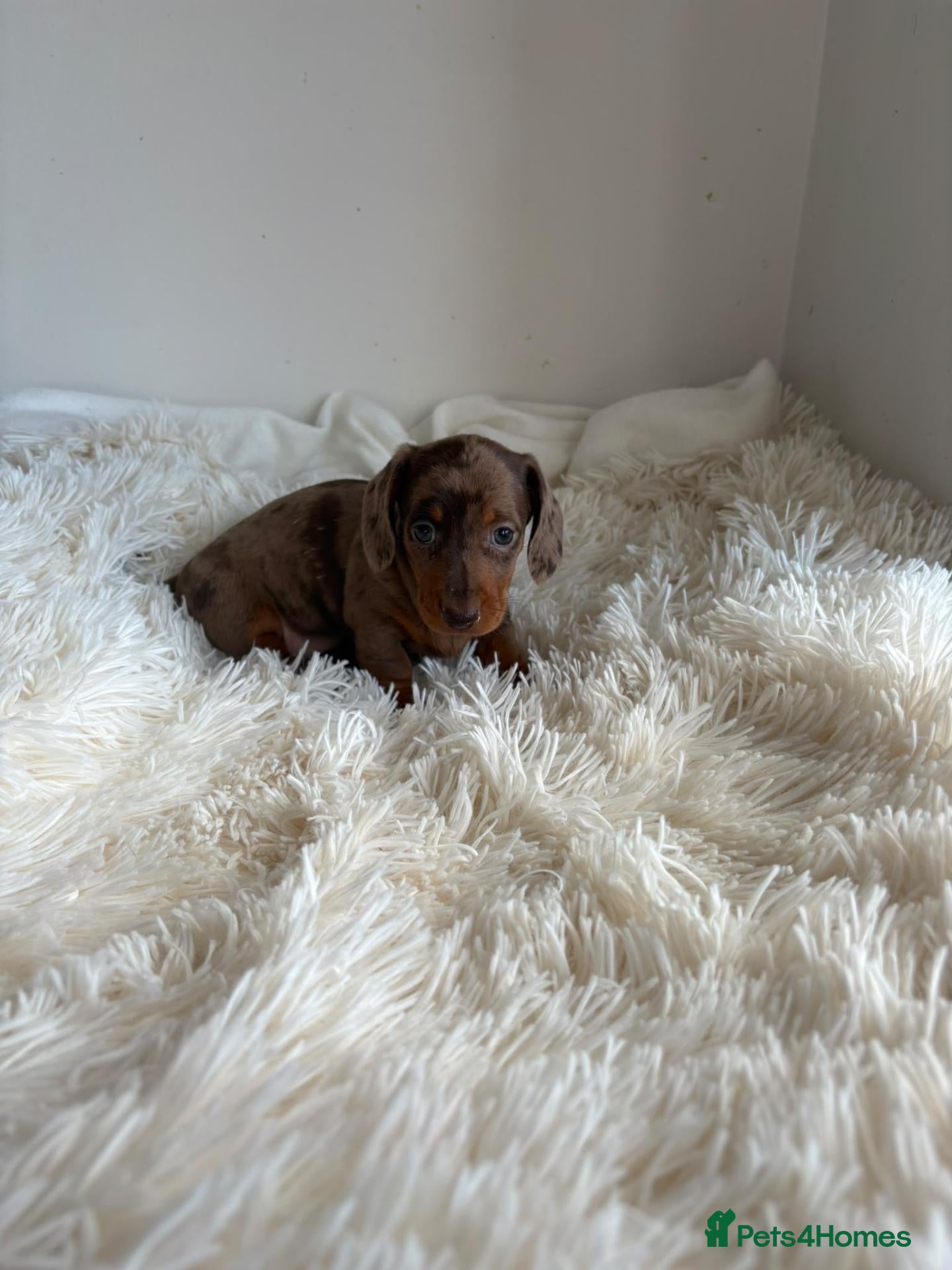 Miniature Dachshund dogs KC registered minture dashounds  - Advert 1